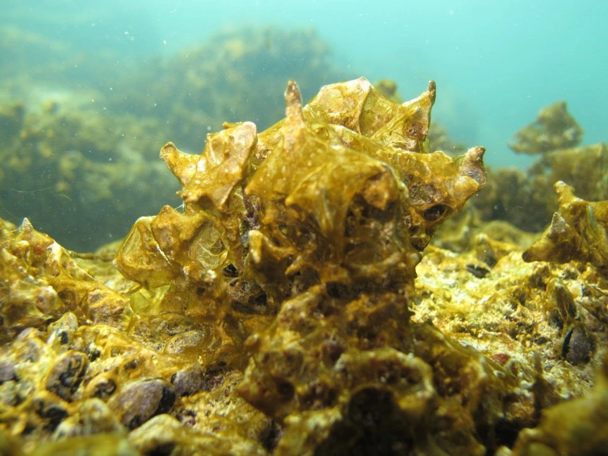 Marina di Pisa, concentrazioni di alga Ostreopsis oltre i limiti nel tratto di costa di via della Repubblica Pisana
