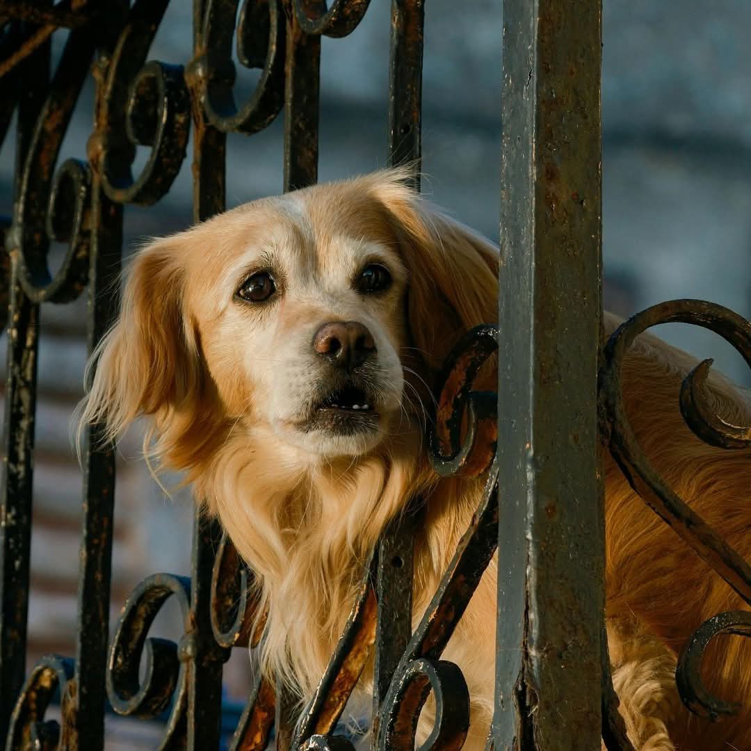 Manfredi Potenti(Lega): “Firenze: settanta cani in condizioni di totale degrado.